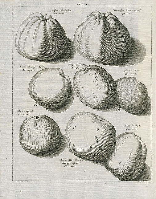 Johann Hermann Knoop: Pomologie