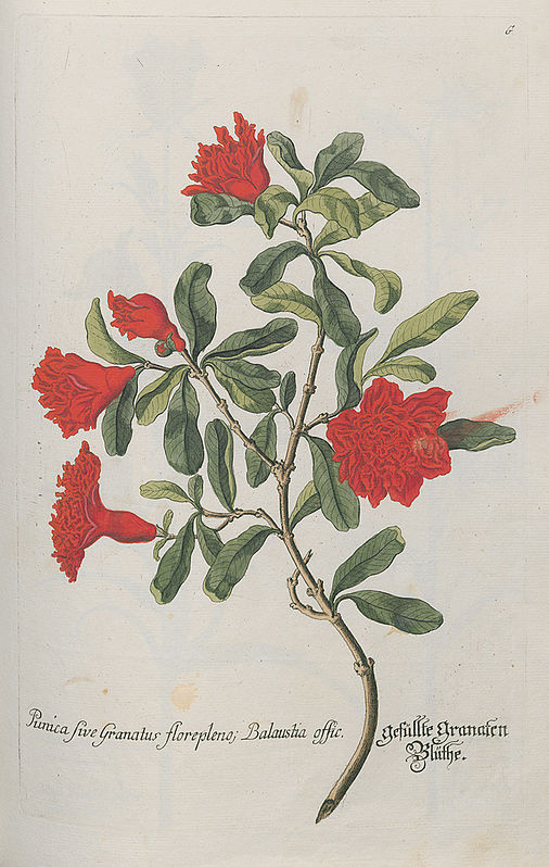 Punica sive Granatus flore pleno, Balaustia offic. Gefüllte Granaten Blüthe. 