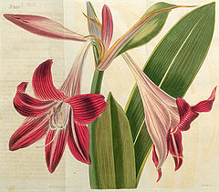 Amaryllis reticulata