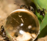 Czcaczkes Ant-klein