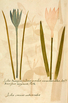 Lilio Narcissus Indicus