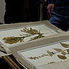 Ein Buch im alten Herbarium