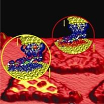 Giant Magnetic Resistance through a single molecule
