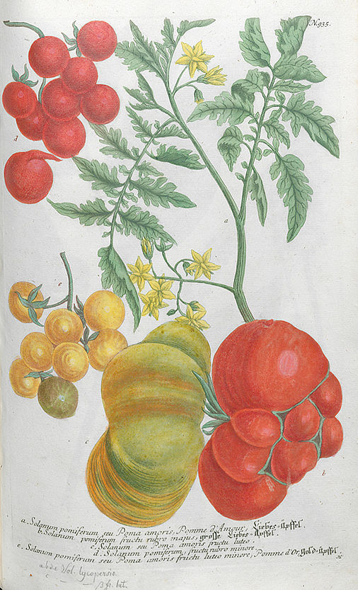Solanum pomiferum seu Poma amoris, Pomme d’amour, Liebes-Äpffel