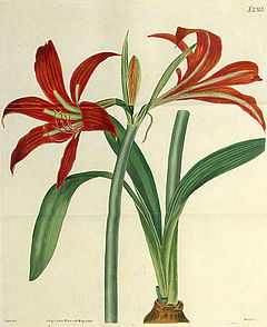 Hippeastrum spathaceum