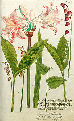 Lilio narcissus Indicus flore elegantissime pupurascente.