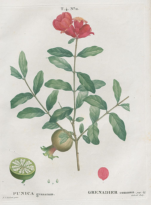 Punica granatum. Grenadier commun