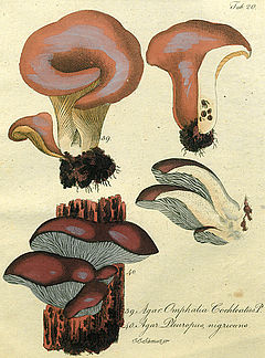 Fungi austriaci delectu singulari iconibus XL observationibusque