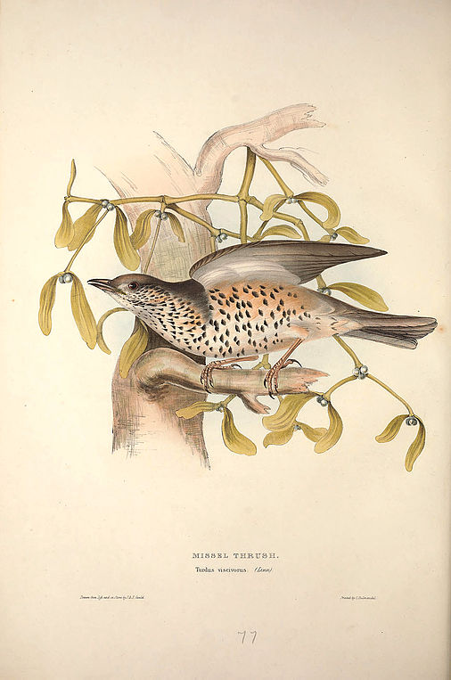 Missel Thrush, Turdus viscicorus [Misteldrossel]