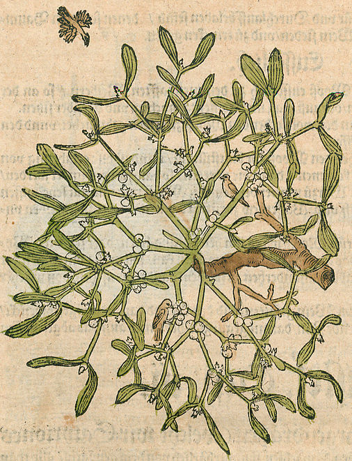 Bock verweist auch in der bildlichen Darstellung auf die Verbreitung der Mistel durch Vögel hin. (Hieronymus Bock: Kreütterbuch. Darin underscheidt Namen u. Würckung d. Kreütter, Stauden, Hecken u. Beumen, sampt ihren Früchten, so inn Teutschen Landen wachsen. Straßburg 1580. f. 334v. Dauerleihgabe Regensburgische Botanische Gesellschaft) Hieronymus Bock: Kreütterbuch