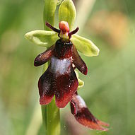 Ophrys Insectifea