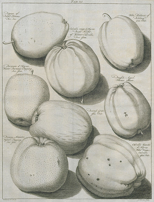 Johann Hermann Knoop: Pomologie