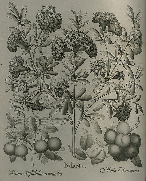 Balaustia. [Gefüllte Blüte des Granatapfelbaums]