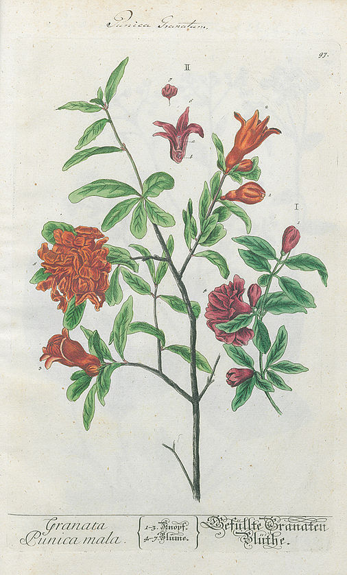 Granata Punica mala. Gefüllte Granaten Blüte.