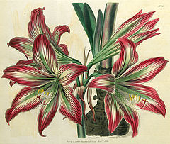 Amaryllis psittacina, hybrida