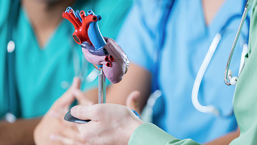 Medizinstudierende halten ein Modell eines menschlichen Herzens in Händen