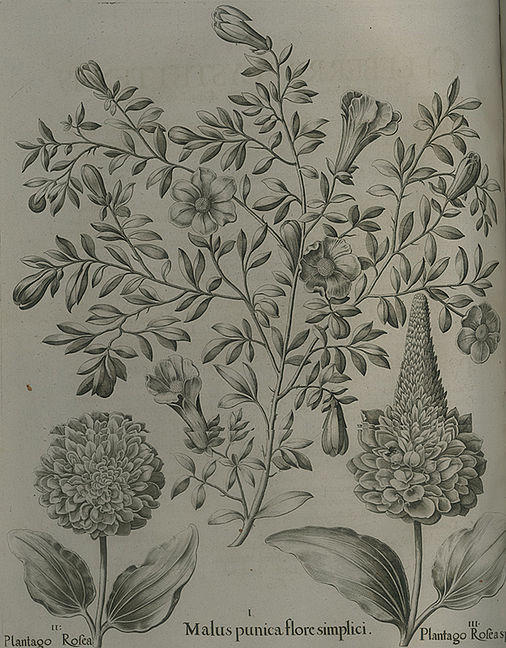 Malus punica flore simplici