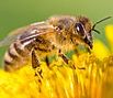 Biene-artenvielfalt