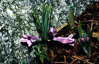 Polygonatum Graminifolium