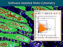 Weiterleitung zur Seite Software-basierte Histocytometrie