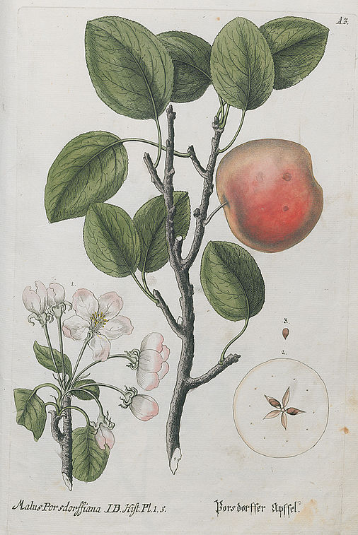 Malus Porsdorffiana. Porsdorffer Apfel.