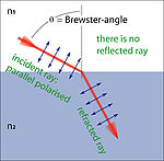 Brewter P Polarizedhp