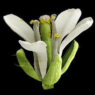 Arabidopsis Flower