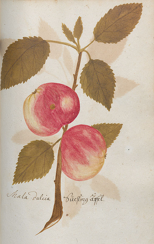 Mala dulcia. Süesling Äpfel
