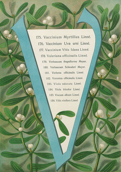 Atlas der Heilpflanzen des Praelaten Kneipp