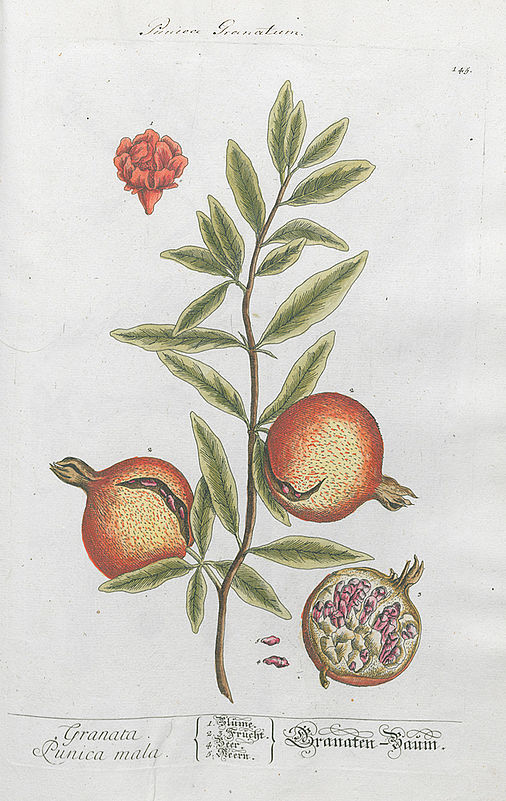 Granata Punica mala. Granaten-Baum.