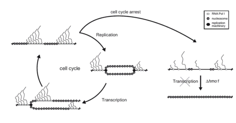 Cell Cycle Model
