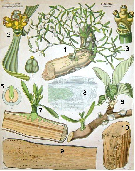 Wandkarte von Karl Tubeuf „Die Mistel“