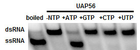Uap56 Helicase