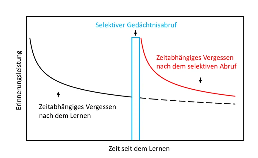Diagramm zur Darstellung des zeitabhängigen Vergessens. Auf der X-Achse ist die Zeit seit dem Lernen abgetragen, auf der Y-Achse die Erinnerungsleistung. Zwei Kurven zeigen unterschiedliche Verläufe des Vergessens:      Eine schwarze Kurve („Zeitabhängiges Vergessen nach dem Lernen“) zeigt einen kontinuierlichen Abfall der Erinnerungsleistung über die Zeit.     Eine rote Kurve („Zeitabhängiges Vergessen nach dem selektiven Abruf“) beginnt nach einem markierten Ereignis („Selektiver Gedächtnisabruf“, dargestellt durch einen blauen Balken) und fällt zunächst steiler ab, verläuft dann aber ähnlich wie die schwarze Kurve.  Die Grafik veranschaulicht, wie sich selektiver Abruf auf den Verlauf des Vergessens auswirkt. (öffnet Vergrößerung des Bildes)