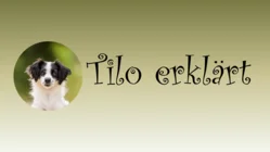 Tilo erklärt