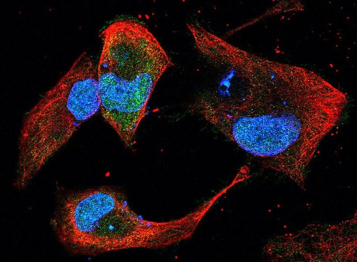 (öffnet Vergrößerung des Bildes)