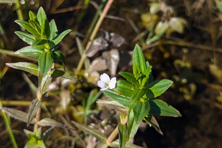 (öffnet Vergrößerung des Bildes)