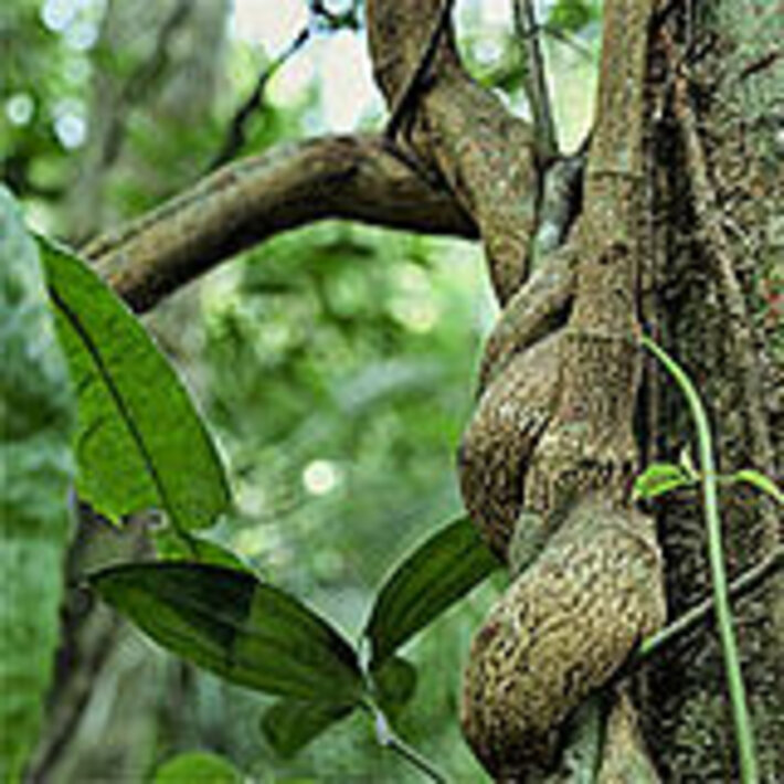 (öffnet Vergrößerung des Bildes)