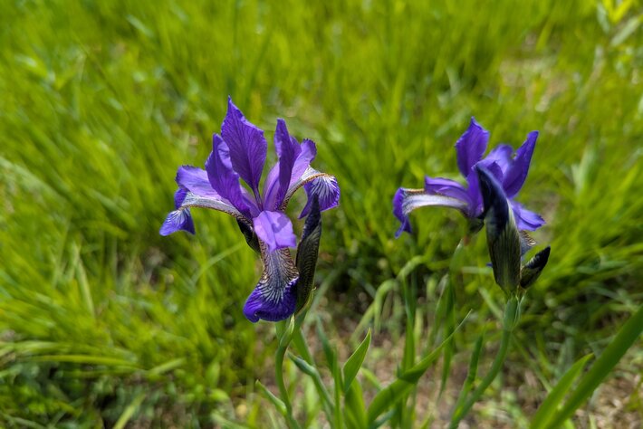 (opens enlarged image)