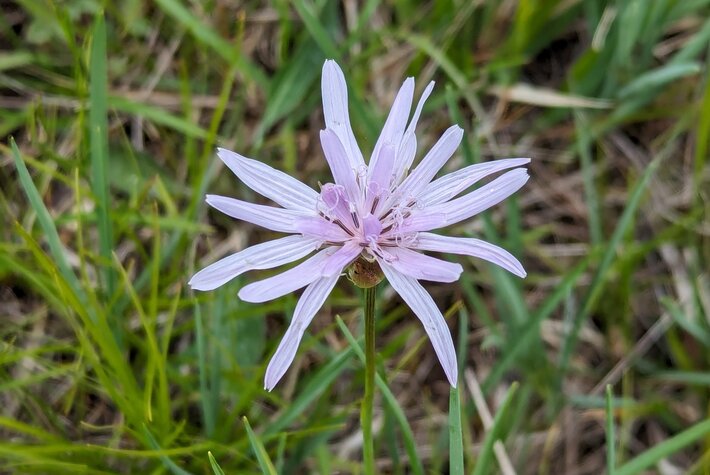 (öffnet Vergrößerung des Bildes)