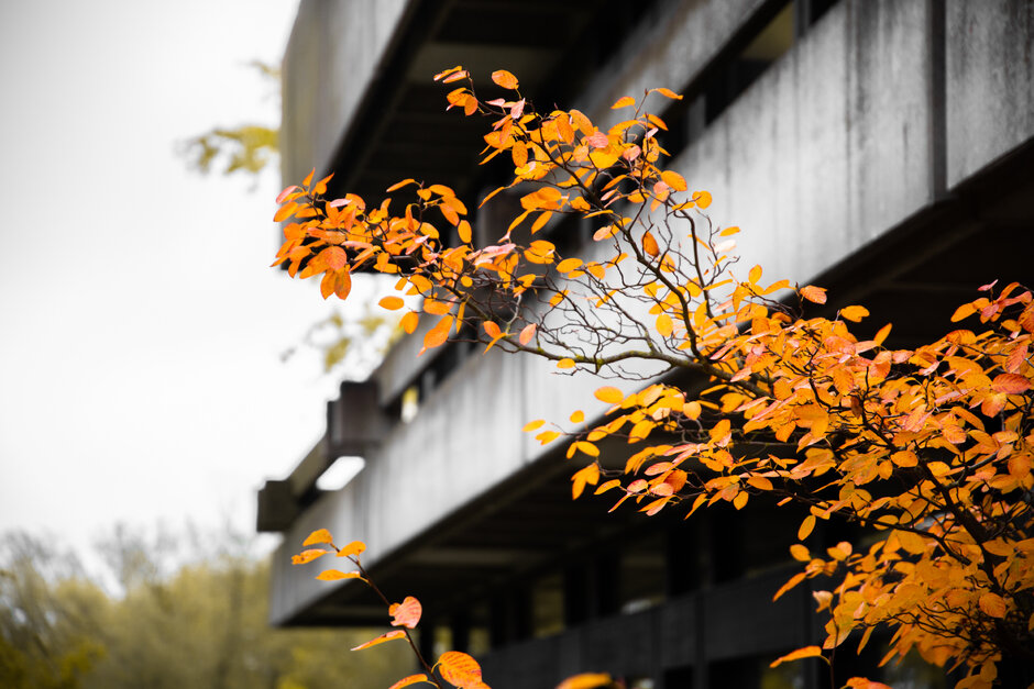 Leuchtend gelbes Herbstlaut an einem Ast vor dem Mathematik-Gebäude