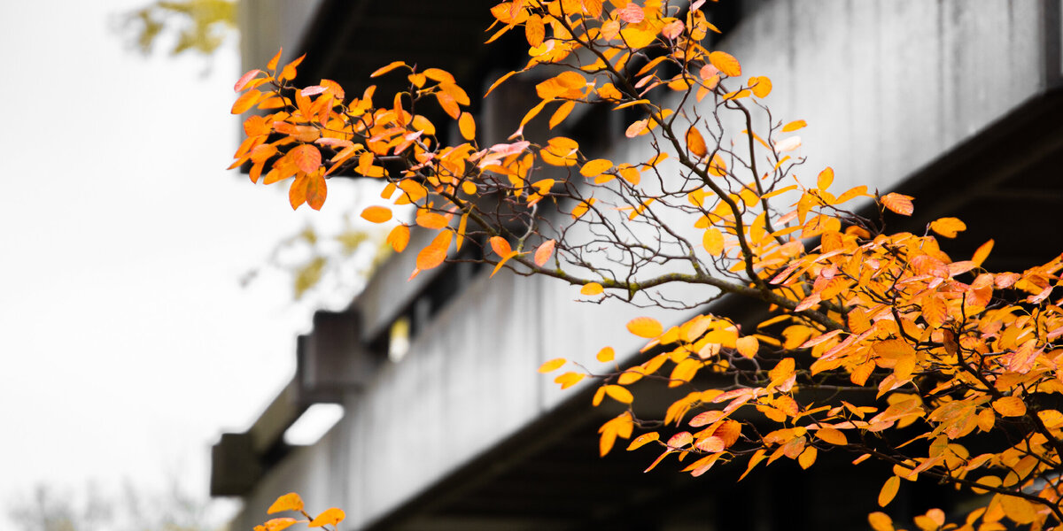 Leuchtend gelbes Herbstlaut an einem Ast vor dem Mathematik-Gebäude