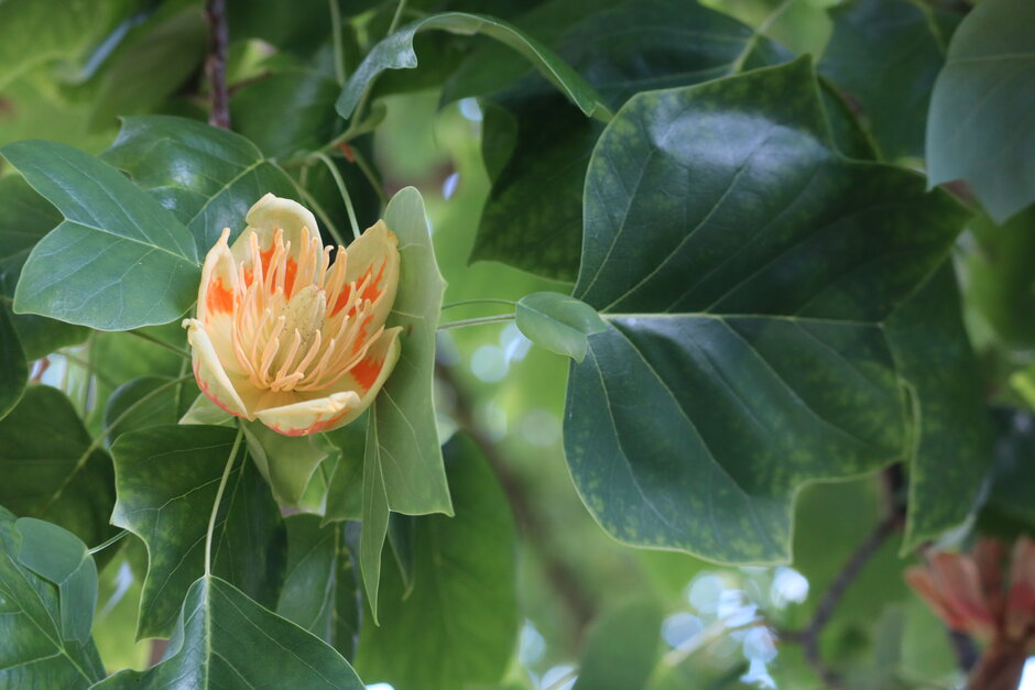 (öffnet Vergrößerung des Bildes)