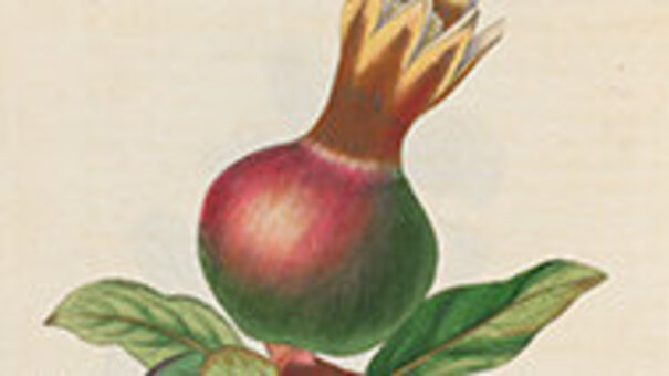 Farbillustration eines Granatapfels mit angewachsener, königlicher, Krone