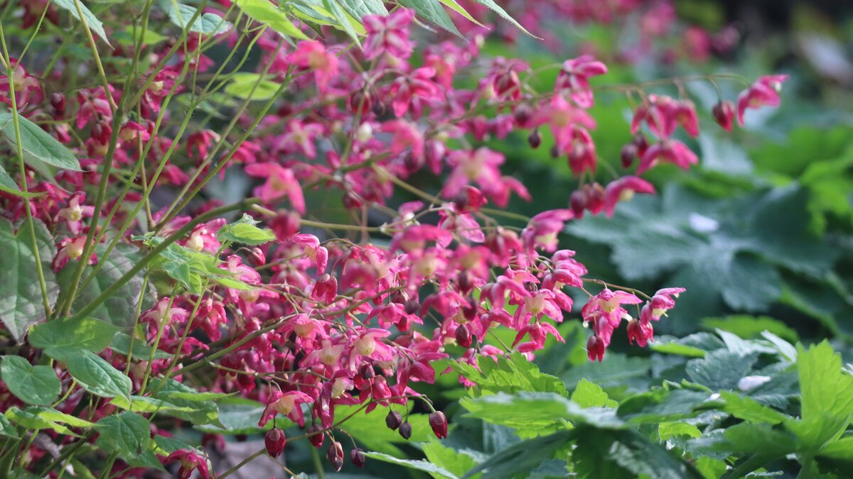 Frühling im Botanischen Garten der Universität Regensburg