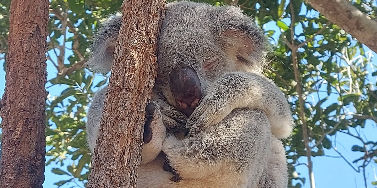 Ein Koalabär schläft in einem Baum.