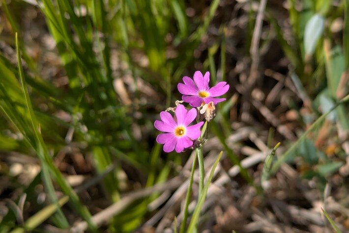 (öffnet Vergrößerung des Bildes)
