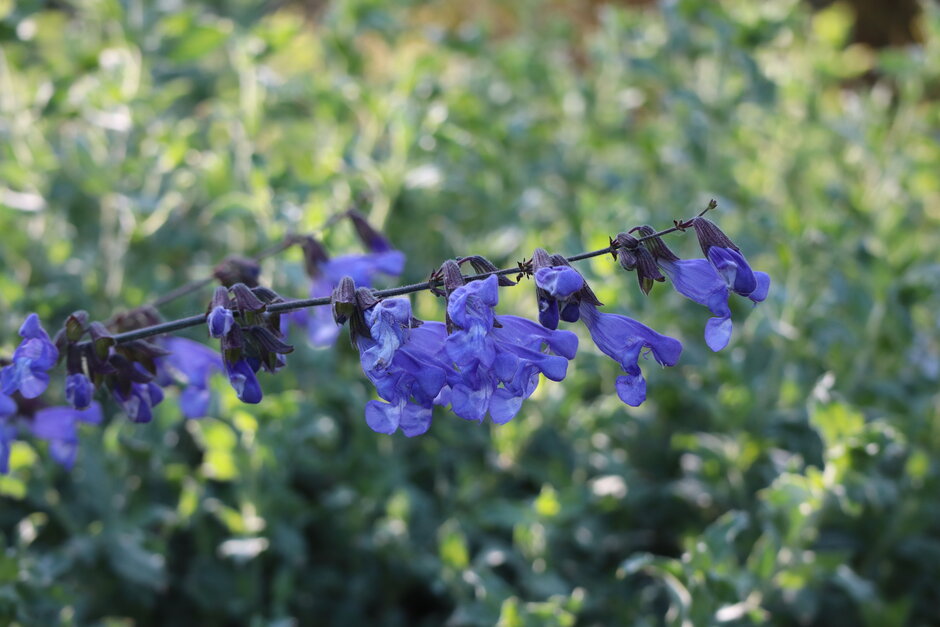 (öffnet Vergrößerung des Bildes)