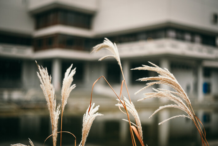 Schilfgras vor dem Uni-See und der Zentralbibliothek (opens enlarged image)