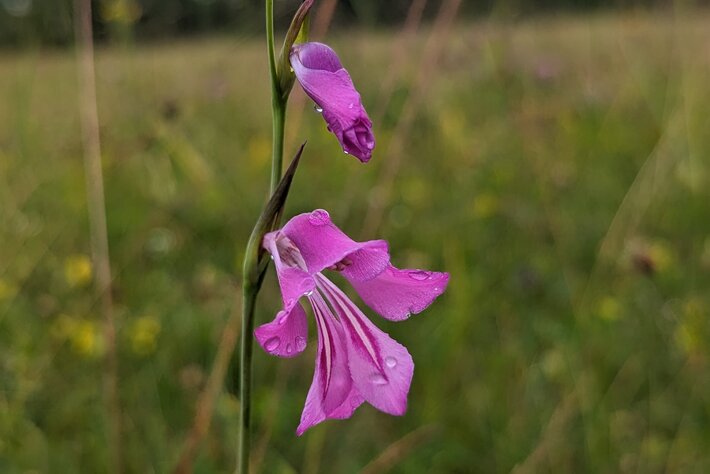 (öffnet Vergrößerung des Bildes)